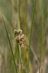 Sturdy bulrush